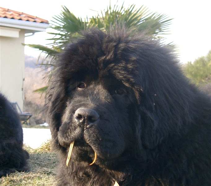 All blacks newfy, non ! Transylvanienne